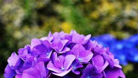 Hydrangea in the Garden