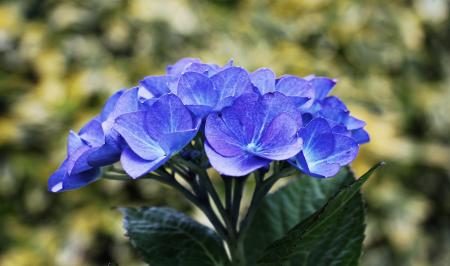 Hydrangea in the Garden