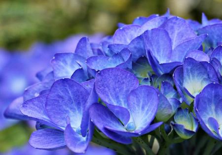 Hydrangea in the Garden