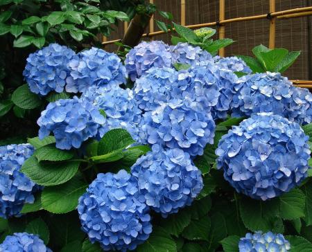 Hydrangea in the Garden