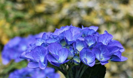 Hydrangea in the Garden