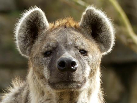 Hyena Pairi Daiza