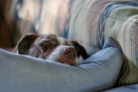 I Need More Pillows. Stat.