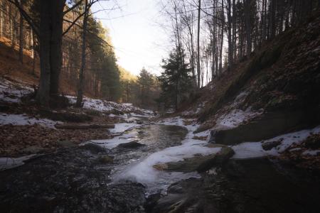 Ice on Forest Path