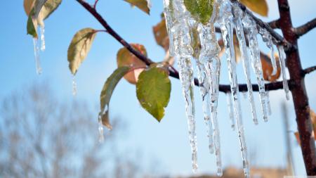 Ice on tree