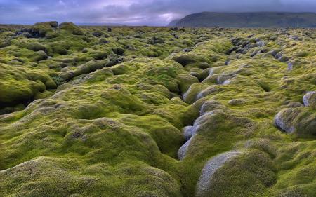 Iceland Rock Moss