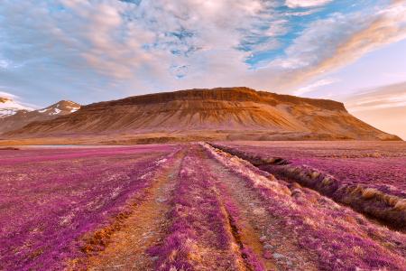 Iceland Sunset Tractor Trail - Tickle Me Purple