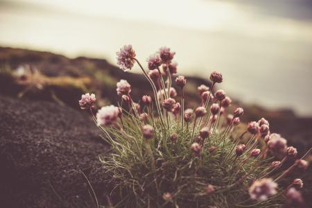 Icelandic Wildflower - Thrift