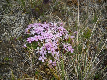 Icelandic Wildflowers