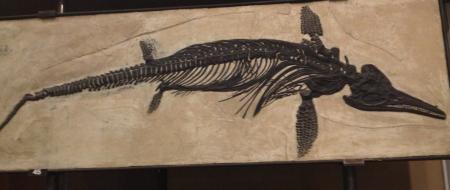 Ichthyosaur Fossil