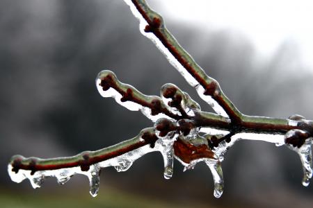 Icy Branch