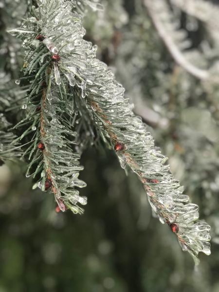 Icy Tree