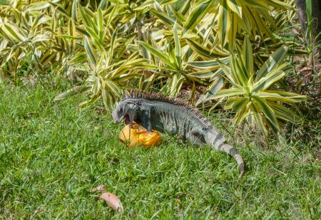 Wild Iguana