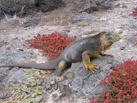 Iguana