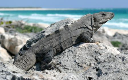 Iguana