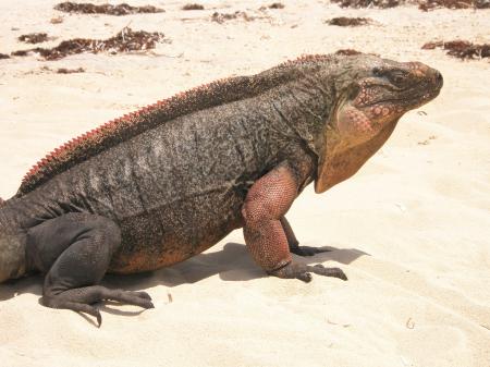 Iguana in the Desert