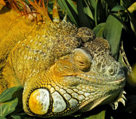 Iguana in the Jungle