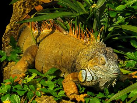 Iguana in the Jungle