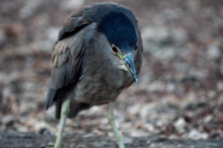 Immature Black-crowned Night Heron 2