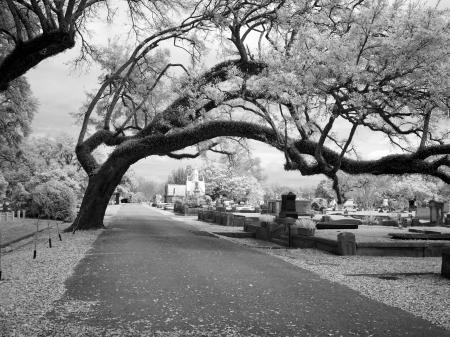 In the Cemetery