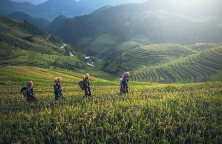 In the Rice Field