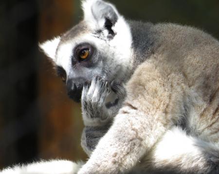 Indian lemur