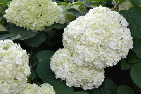 Inflorescence of smooth hydrangea
