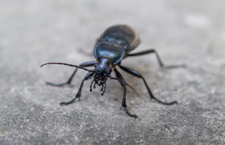 Insect - beetle bug