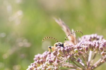 Insect on the Flower