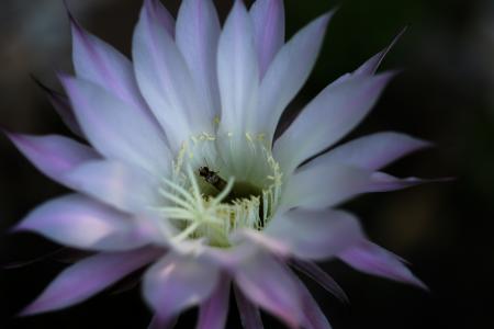 Insect on the Flower