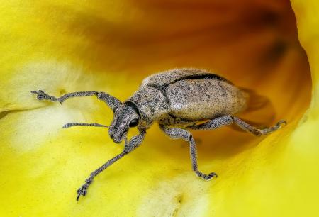 Insect on  the Flower