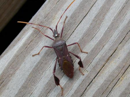 Insect walking on wood