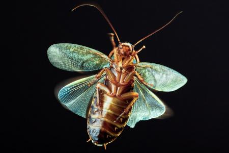 Insect