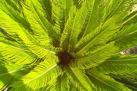 Inside A Sago Palm