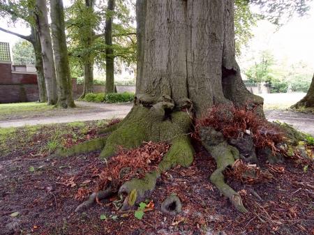 Interesting tree trunk