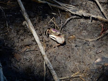 Invertebrate fiddler crab at burrow Lee's nature park ncwetlands KG