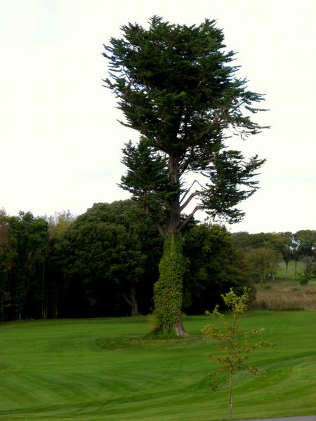 Ireland - Solemn Tree