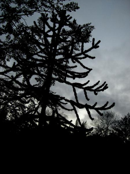 Ireland - Spiny Tree