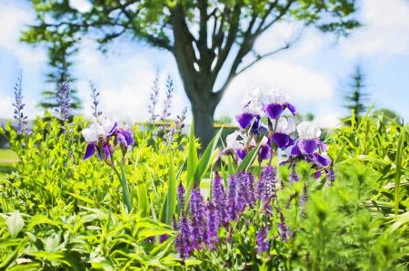 Iris in the Garden