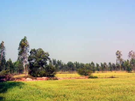 Isan Rice fields