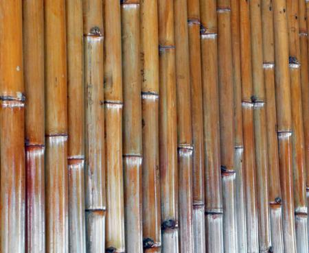 Isolated Bamboo Background
