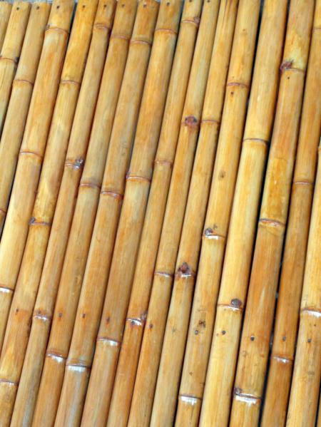 Isolated Bamboo Background