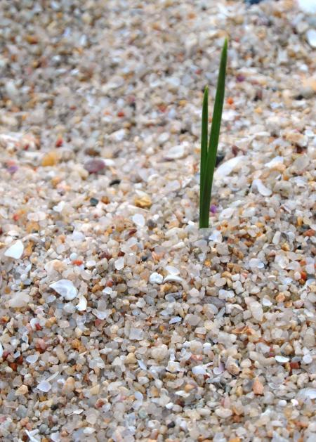 Isolated Blades of Grass