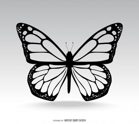 Isolated butterfly