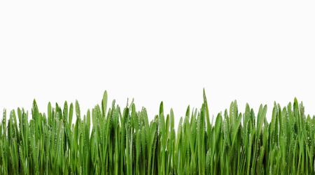 isolated green grass