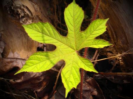 Isolated Green Leaf in Sunshine