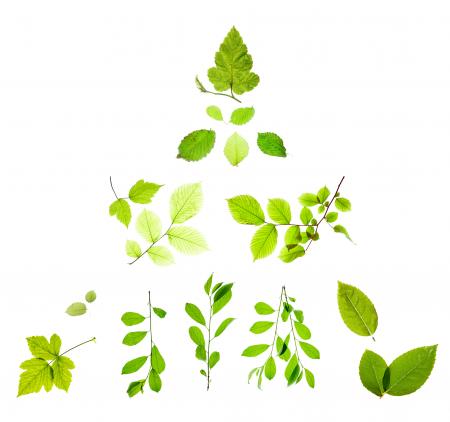 Isolated Green Leaves