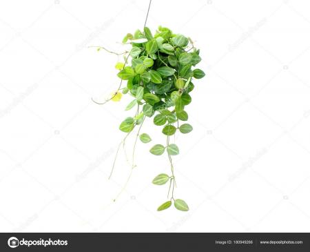 Isolated plant