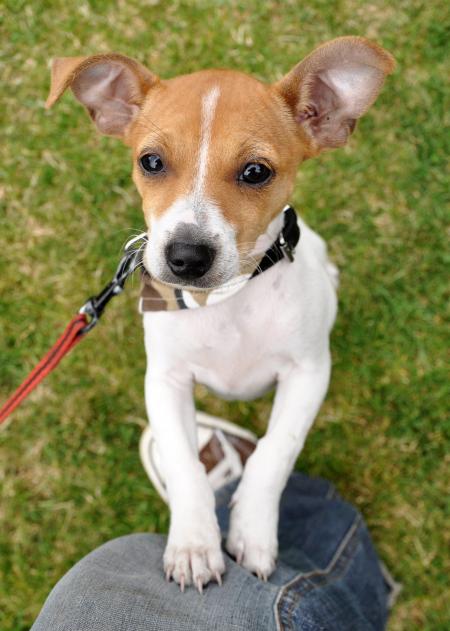 Jack russel puppy jumping