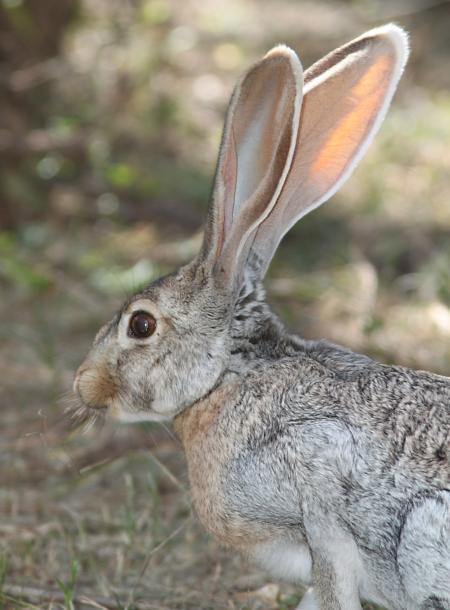 JACKRABBIT, ANTELOPE (Lepus alleni) (9-21-10) west end, pat lake state park, scc, az -03